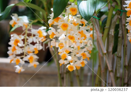 デンドロビウムの花　シルシフロラム 120036237