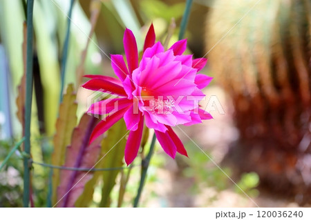 鮮やか クジャクサボテンの花 鮮やか クジャクサボテンの花 120036240