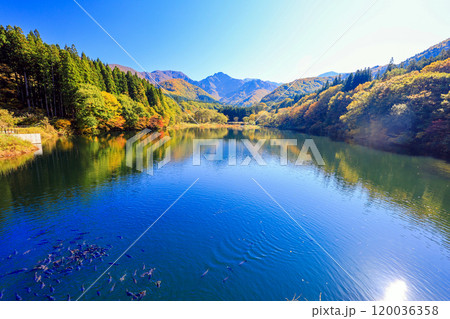 紅葉の大源太湖と鯉の群れ 120036358