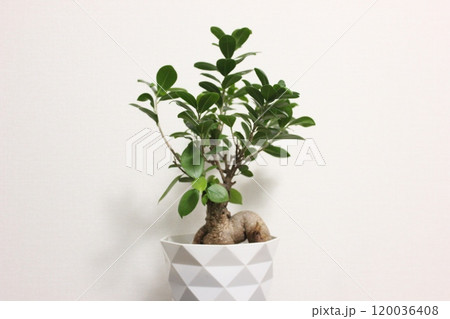 観葉植物 ガジュマル 観葉植物 ガジュマル 120036408