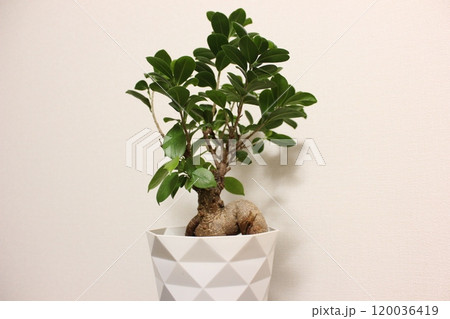 観葉植物　ガジュマル 120036419