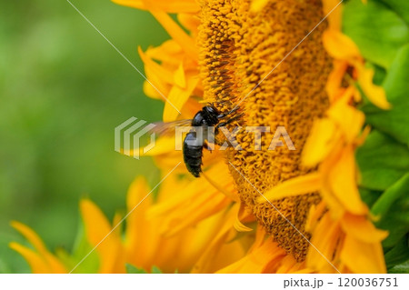 ヒマワリの花粉を集めるタイワンタケクマバチ 120036751