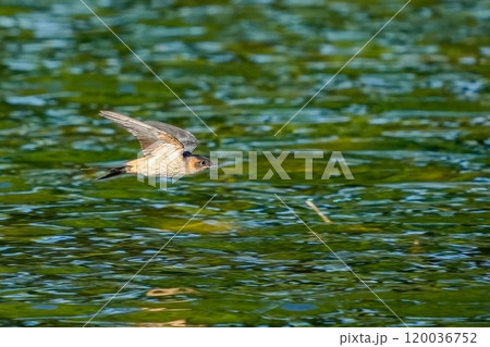 グリーンの水面をバックに高速で飛ぶコシアカツバメ幼鳥 120036752
