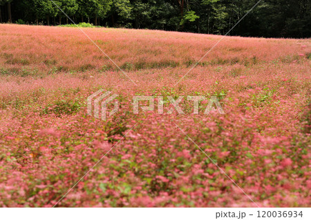 箕輪町の赤ソバの里 120036934