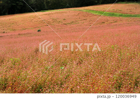 箕輪町の赤ソバの里 箕輪町の赤ソバの里 120036949