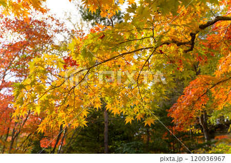 しっとりした紅葉（和風なトーン） 120036967