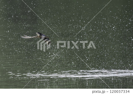 水面を高速で飛ぶハリオアマツバメ 120037334