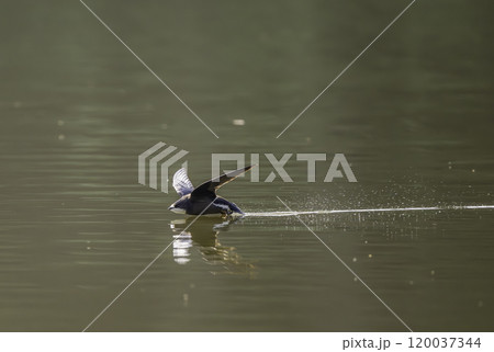 水面を高速で飛ぶハリオアマツバメ 水面を高速で飛ぶハリオアマツバメ 120037344