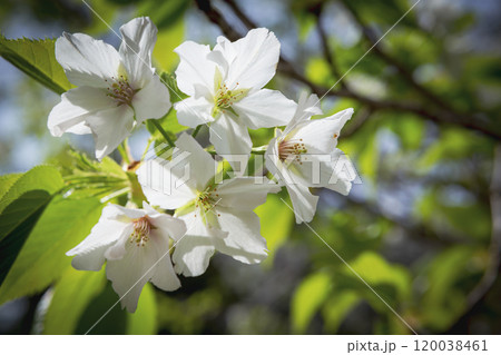 純白のオオシマザクラ 純白のオオシマザクラ 120038461