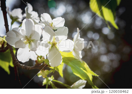 純白のオオシマザクラ 120038462