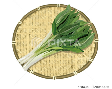 うるい（ザル付き） 120038486