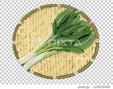 うるい（ザル付き） 120038486