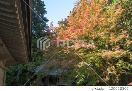 秋の朝 中尊寺 金色堂脇に建つ経蔵と紅葉 岩手県 秋の朝 中尊寺 金色堂脇に建つ経蔵と紅葉 岩手県 120038502