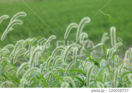 風に揺れるエノコログサ 120038757