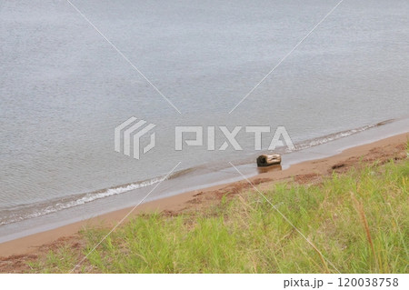 砂浜に打ち上げられた流木 120038758