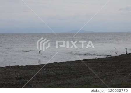 琵琶湖とサギ 琵琶湖とサギ 120038770