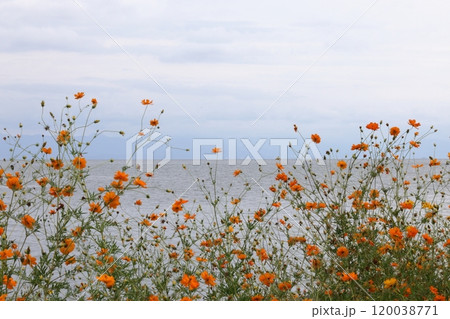 琵琶湖と花 琵琶湖と花 120038771