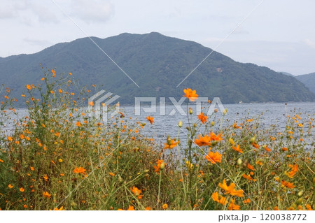 琵琶湖と花 琵琶湖と花 120038772