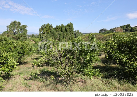 田舎の風景 120038822