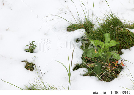 雪,積雪,みぞれ,雪国,北国,ゆき,冬,寒い,降雪,雪景色,冬景色 雪,積雪,みぞれ,雪国,北国,ゆき,冬,寒い,降雪,雪景色,冬景色 120038947