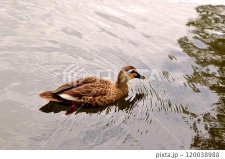 カルガモ カルガモ 120038988