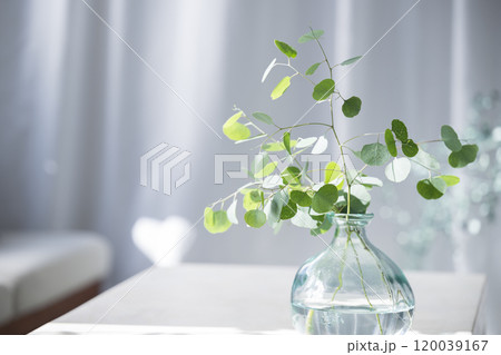 透明のガラス花瓶に入ったユーカリの葉 120039167