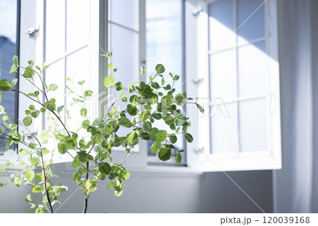 窓辺の観葉植物 120039168