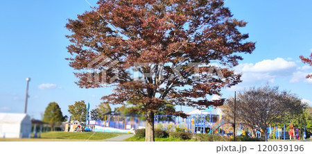 木曾三川公園 秋桜畑の美しさを満喫しよう! 木曾三川公園 秋桜畑の美しさを満喫しよう! 120039196