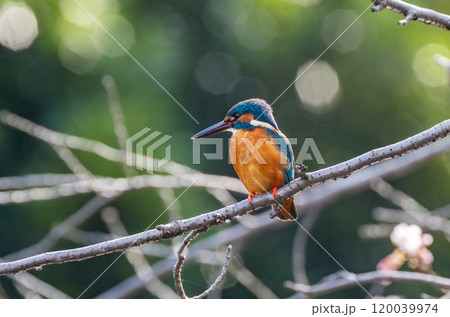 カワセミ 120039974