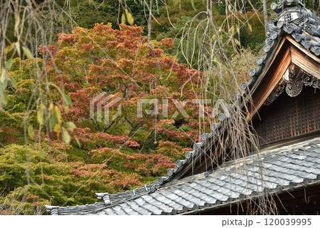 色づき始めた善峯寺 釈迦堂 側面より 色づき始めた善峯寺 釈迦堂 側面より 120039995
