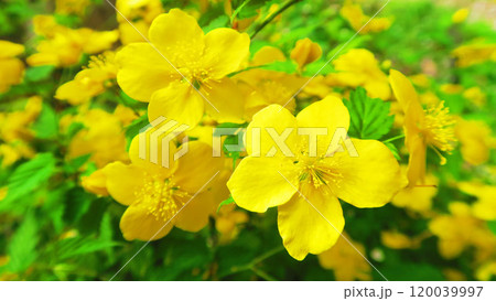 満開のヤマブキの花の風景 120039997