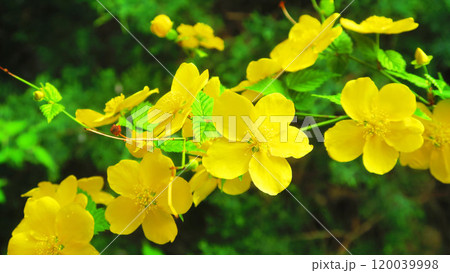 満開のヤマブキの花の風景 120039998