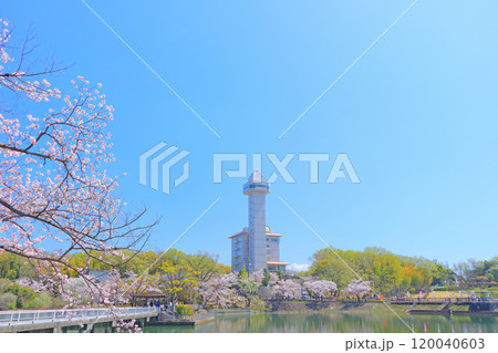 愛知県尾張旭市、スカイワードあさひと桜の風景 120040603