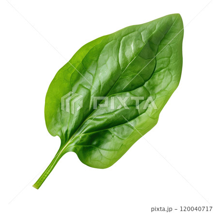 Spinach Leaf 120040717
