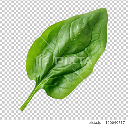 Spinach Leaf 120040717
