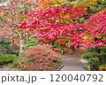 赤く色づいた紅葉 120040792
