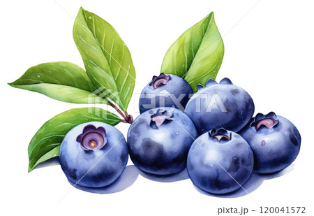 Watercolor Blueberries 120041572