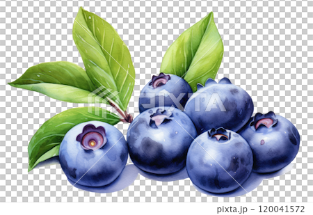 Watercolor Blueberries 120041572