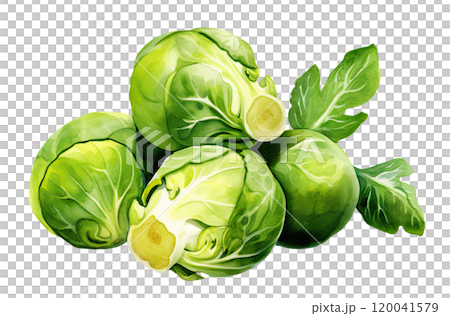 Watercolor Brussel Sprouts 120041579