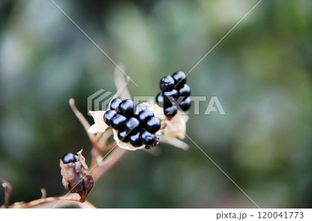 ヌバタマの実 120041773