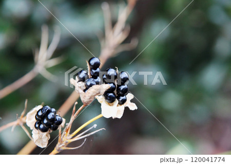 ヌバタマの実 120041774