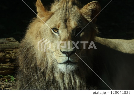 ライオン 120041825