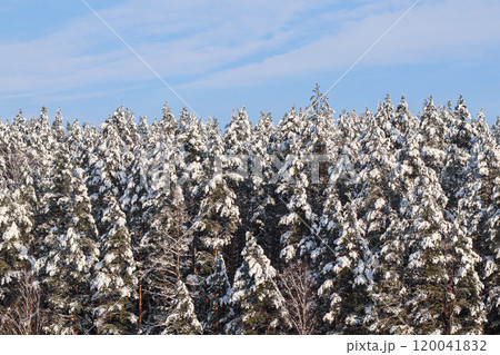Pine trees covered with snow against blue sky with white clouds. Winter landscape. Pine trees covered with snow against blue sky with white clouds. Winter landscape. 120041832