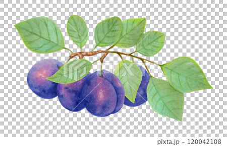 Plum fruit. Branch with whole fruits and leaves. Watercolor and marker illustration. Hand drawn isolated art. Botanical plant painting for food or cosmetic packaging design. Harvesting, production. Plum fruit. Branch with whole fruits and leaves. Watercolor and marker illustration. Hand drawn isolated art. Botanical plant painting for food or cosmetic packaging design. Harvesting, production. 120042108