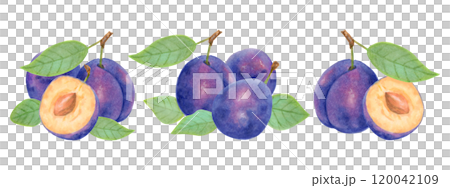 Plum fruit. Berry composition set. Watercolor and marker illustration. Hand drawn isolated art. Botanical plant art with fruits for food or juice packaging design. Harvesting, production. 120042109