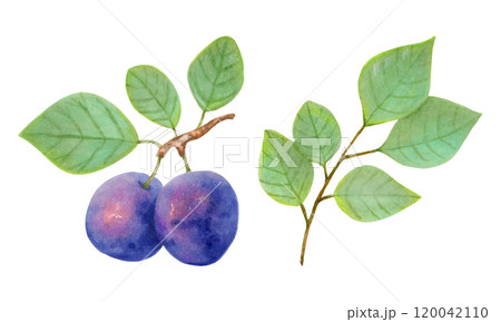 Plum fruit. Realistic branch with berries and leaves. Watercolor and marker illustration. Hand drawn isolated art. Botanical plant art with fruits for food or juice packaging design. Culinary menu. Plum fruit. Realistic branch with berries and leaves. Watercolor and marker illustration. Hand drawn isolated art. Botanical plant art with fruits for food or juice packaging design. Culinary menu. 120042110