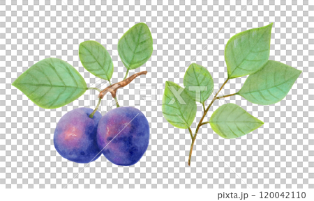 Plum fruit. Realistic branch with berries and leaves. Watercolor and marker illustration. Hand drawn isolated art. Botanical plant art with fruits for food or juice packaging design. Culinary menu. Plum fruit. Realistic branch with berries and leaves. Watercolor and marker illustration. Hand drawn isolated art. Botanical plant art with fruits for food or juice packaging design. Culinary menu. 120042110