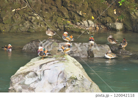 オシドリ 120042118