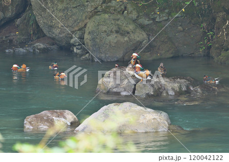 オシドリ 120042122