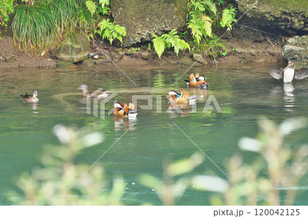 オシドリ 120042125